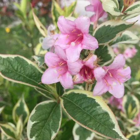 La Moraleja سولاريس