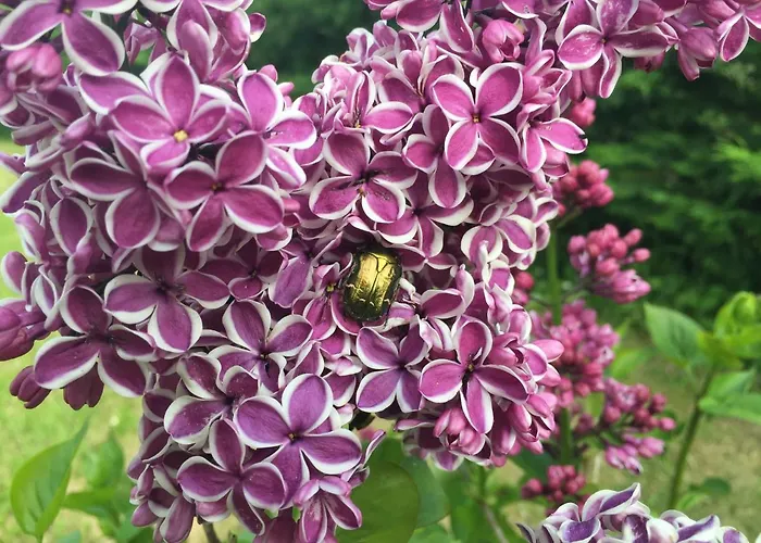 Bed & Breakfast La Moraleja